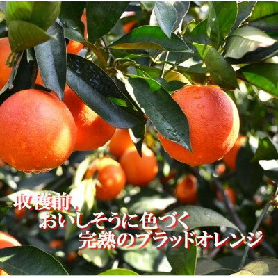 【ふるさと納税】2026年3月出荷開始　アントシアニン含有!「ブラッドオレンジ」約3キロ 【C39-9】_ ブラッドオレンジ オレンジ 果物 くだもの フルーツ 果実 青果 旬 濃厚 高糖度 3kg 国産 愛媛 産地直送 産直 人気 おすすめ 【配送不可地域：離島】【1280627】 サムネイル3