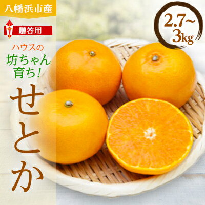 柑橘の鬼たちがつくる八幡浜産・せとか(2.7kg～3.0kg)[贈答用]【D56-21】【1283618】