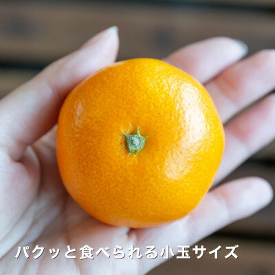 【ふるさと納税】糖度11.0以上　国安さんちの厳選小玉みかん 6kg(3kg×2箱)【F20-29】_ みかん ミカン 柑橘 くだもの 果物 フルーツ 温州 小玉 ジューシー 甘い 2箱 セット 常温 デザート 産地直送 産直 愛媛 人気 【1323624】 サムネイル2