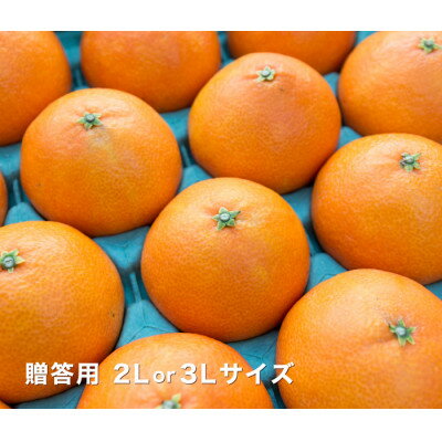 【ふるさと納税】産地直送 国安さんちの愛媛まどんな 贈答用 約5kg 【H20-31】_ みかん ミカン 蜜柑 柑橘 柑橘類 マドンナ 紅まどんな同品種 フルーツ 果物 くだもの 人気 美味しい 愛媛県 八幡浜市 ふるさと 【1340000】 サムネイル3