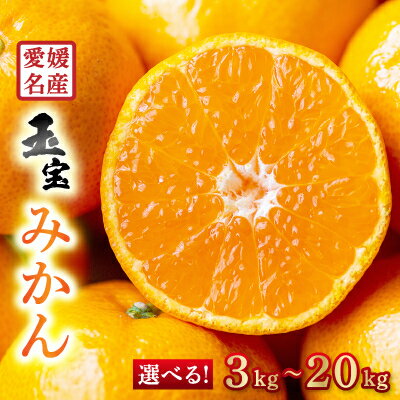 【愛媛名産】玉宝みかん(3kg/5kg/10kg/20kg)_ みかん 愛媛 ミカン 蜜柑 愛媛県 愛媛みかん 柑橘 果実 果物 くだもの フルーツ ふるーつ デザート 人気 ジューシー おいしい 国産 八幡浜市 産地直送 産直 送料無料 【G1340879】