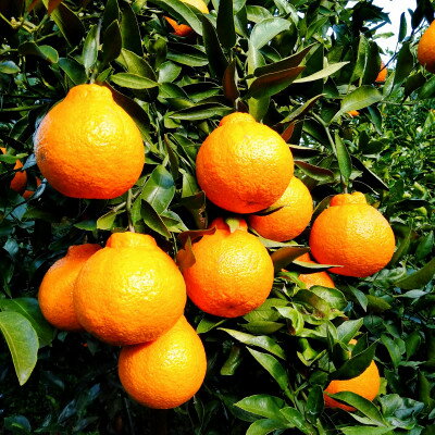 【ふるさと納税】愛咲果樹園 「 不知火 ( デコ )」 訳あり 約8kg【C71-13】_ 訳アリ わけあり ワケアリミカン みかん しらぬい シラヌイ デコ 常温 フルーツ 果物 くだもの 家庭用 人気 柑橘 かんきつ 不揃い 規格外 傷 愛媛 旬【1344724】 サムネイル2