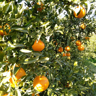 【ふるさと納税】愛咲果樹園 「 不知火 ( デコ )」 訳あり 約8kg【C71-13】_ 訳アリ わけあり ワケアリミカン みかん しらぬい シラヌイ デコ 常温 フルーツ 果物 くだもの 家庭用 人気 柑橘 かんきつ 不揃い 規格外 傷 愛媛 旬【1344724】 サムネイル3