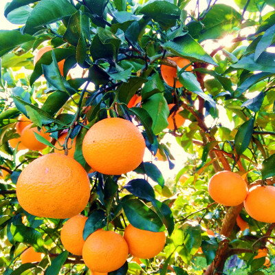 【ふるさと納税】愛咲果樹園 「 清見 」 訳あり 約10kg【C71-15】_ みかん ミカン 柑橘 くだもの 果物 フルーツ 清見 きよみ 甘い ワケアリ 訳あり わけあり 規格外 傷 不揃い 常温 デザート 産地直送 産直 愛媛 人気 【1344734】 サムネイル3