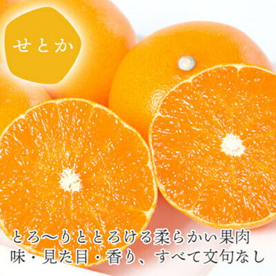 【ふるさと納税】【2026年2月以降発送】とろける濃厚柑橘 せとか ギフトボックス入り【E25-98】_ 柑橘 ミカン せとか オレンジ フルーツ 果物 くだもの 人気 おすすめ 送料無料 甘い ジューシー 愛媛県 八幡浜市 化粧箱 ギフトボックス 【G1360096】 サムネイル3