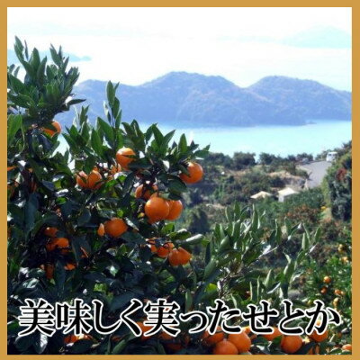 【ふるさと納税】極撰柑橘【雅】光センサー合格品・柑橘の大トロ「 せとか 」約2キロ　【C39-47】_ みかん ミカン 柑橘 せとか 果物 くだもの フルーツ 旬 青果 愛媛 柑橘の大トロ 【配送不可地域：離島】【1380610】 サムネイル2