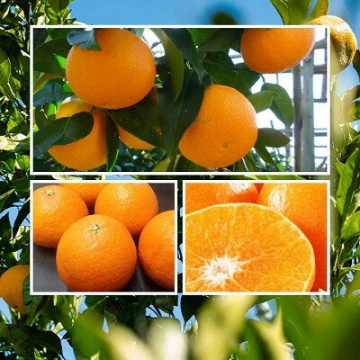 【ふるさと納税】2025年11月発送開始　ぷるぷる食感!「 まどんな 」約3.5 キロ【 訳あり 】【D39-44】_ 訳アリ わけあり みかん ミカン 蜜柑 柑橘 柑橘類 人気 美味しい 愛媛県 八幡浜市 ふるさと フルーツ 果物 くだもの 【配送不可地域：離島】【1419628】 サムネイル3