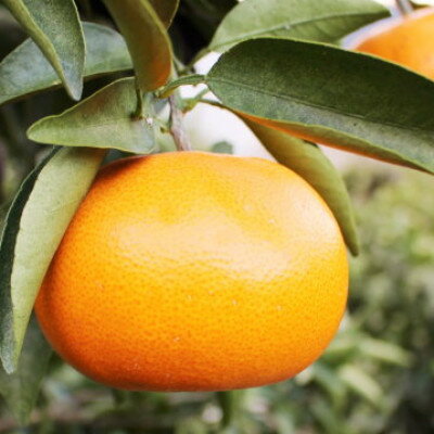 【ふるさと納税】愛媛の柑橘の代名詞!「せとか」約2.5kg入【C28-40】【1437356】 サムネイル3