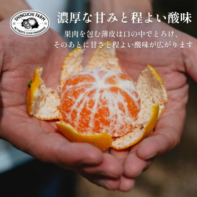 【ふるさと納税】愛媛みかんの老舗厳選【愛媛県川上産 みかん】3kg/5kg/6kg/10kg/20kg 新口農園_ みかん ミカン 蜜柑 愛媛みかん 愛媛 えひめ 果物 くだもの フルーツ デザート おいしい 甘い かんきつ 柑橘 柑橘類 国産 愛媛県 八幡浜市 家庭用 産直 【G1440738】 サムネイル2