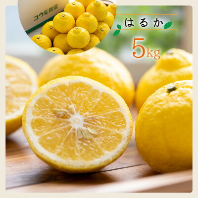コウ果樹園の贈答用はるか5kg【C33-33】_ はるか みかん ミカン 柑橘 フルーツ 果物 くだもの 完熟 産直 産地直送 甘い ジューシー 糖度 愛媛 おすすめ 【1441188】