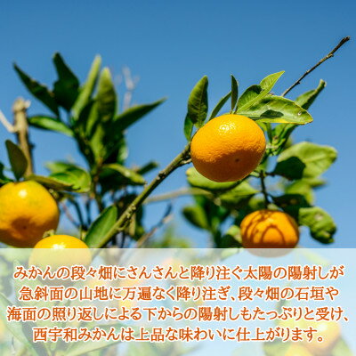 【ふるさと納税】JAにしうわの季節の柑橘(八幡浜共選「秀品2S小玉みかん」約5kg)【C08-73】_ みかん ミカン 柑橘 フルーツ くだもの 果物 ふるーつ 青果 果実 甘い ジューシー 産直 産地直送 旬 柑橘類 人気 【1443230】 サムネイル2