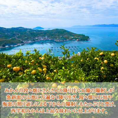 【ふるさと納税】JAにしうわの季節の柑橘(川上共選　味ピカ5kg)【E08-24】【1443302】 サムネイル2