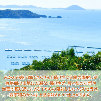 【ふるさと納税】JAにしうわの季節の柑橘(日の丸共選「ゴールド千兩」約5kg)【F08-45】_ みかん ミカン 柑橘 フルーツ くだもの 果物 ふるーつ 青果 果実 甘い ジューシー 産直 産地直送 旬 柑橘類 人気 愛媛 果汁 八幡浜市 JA 農協 【1443339】 サムネイル2
