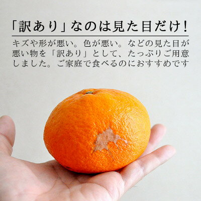 【ふるさと納税】愛媛・八幡浜産「甘平:3kg」【訳あり】【D48-43】【1450449】 サムネイル3