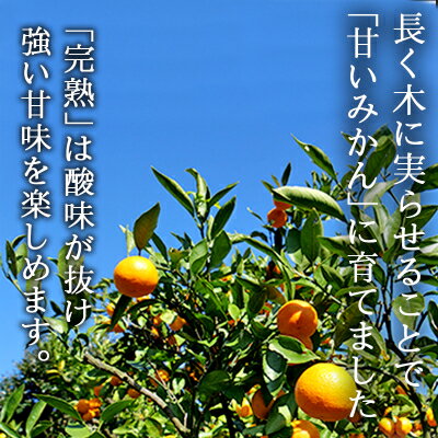 【ふるさと納税】【1月から配送開始】「越冬・木なり完熟・みかん:6kg」【訳あり】【C48-51】【1450552】 サムネイル2
