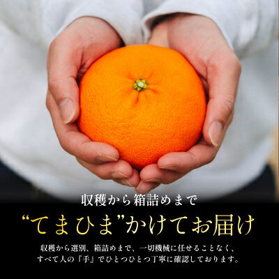 【ふるさと納税】創業百八年 愛媛みかんの老舗【甘平】 2kg / 3kg / 5kg 家庭用【新口農園】_ みかん 柑橘 かんぺい 甘平 愛媛 八幡浜市 人気 おすすめ 送料無料 家庭用 愛媛みかん 【G1451141】 サムネイル2