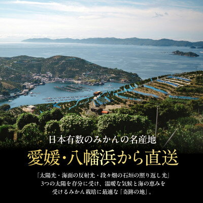 【ふるさと納税】創業百八年 愛媛みかんの老舗【甘平】 2kg / 3kg / 5kg 家庭用【新口農園】_ みかん 柑橘 かんぺい 甘平 愛媛 八幡浜市 人気 おすすめ 送料無料 家庭用 愛媛みかん 【G1451141】 サムネイル3