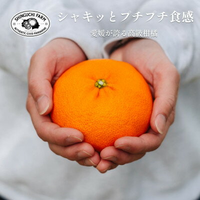 【ふるさと納税】創業百八年 愛媛みかんの老舗【甘平3kg】家庭用【新口農園】【E70-11】_ みかん ミカン 柑橘 フルーツ 果物 くだもの 青果 甘平 かんぺい 産地直送 産直 愛媛 甘い 常温 家庭用 希少 名産地 【1451142】 サムネイル2