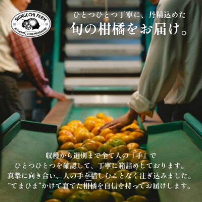 【ふるさと納税】創業百八年 愛媛みかんの老舗【甘平3kg】家庭用【新口農園】【E70-11】_ みかん ミカン 柑橘 フルーツ 果物 くだもの 青果 甘平 かんぺい 産地直送 産直 愛媛 甘い 常温 家庭用 希少 名産地 【1451142】 サムネイル3