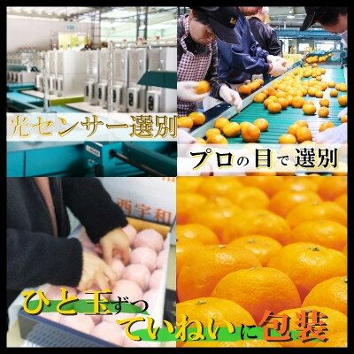 【ふるさと納税】日の丸みかん「煌昊(こうごう)」24個入/個包装/手詰め/高糖度/光センサー使用【G79-1】【1451576】 サムネイル2