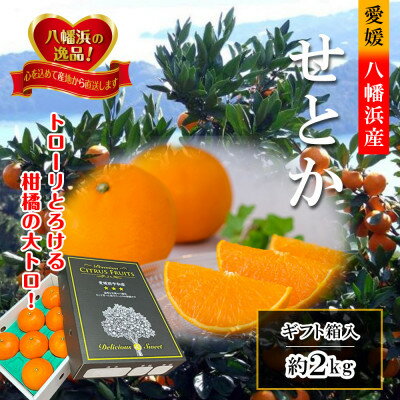 2026年2月～順次出荷　柑橘の大トロ‼「せとか」約2kg 【C39-55】_ みかん ミカン 柑橘 せとか 果物 くだもの フルーツ 旬 愛媛 柑橘の大トロ 濃厚 甘み 国産 産直 産地直送 化粧箱 【配送不可地域：離島】【1462367】