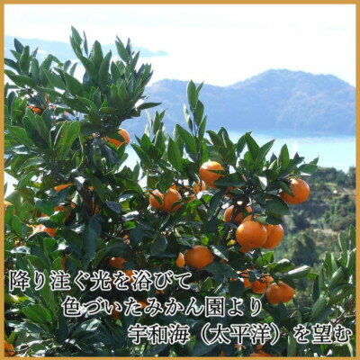 【ふるさと納税】極撰柑橘【雅】光センサー合格品「八幡浜温州みかん」約3キロ 【C39-53】_ みかん ミカン 柑橘 温州 果物 くだもの フルーツ 旬 愛媛 コク 甘み 国産 産直 産地直送 S M L サイズ限定 【配送不可地域：離島】【1464138】 サムネイル2