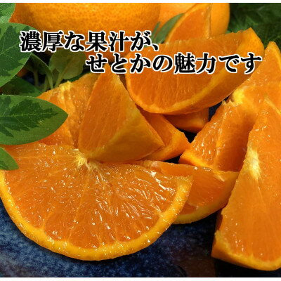 【ふるさと納税】2026年2月発送開始　柑橘の大トロ!「せとか」約4.5キロ限定300個【訳あり品】【D39-52】_ 訳あり 訳アリ みかん ミカン 愛媛県 フルーツ 果物 くだもの 柑橘 かんきつ 人気 産地直送 産直 ジューシー 甘い 果汁 糖度 規格外【1464339】 サムネイル2