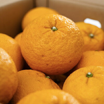 【ふるさと納税】【木成り完熟】甘夏『ほのかな苦味とスッキリした甘み』 5kg / 10kg_ みかん ミカン 蜜柑 甘夏 あまなつ 甘夏みかん 柑橘 果物 フルーツ えひめ 愛媛県 八幡浜市 送料無料 【G1470662】 サムネイル2