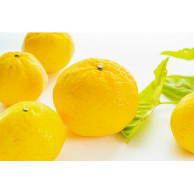 平均糖度13度!愛媛限定生産の希少品種「媛小春」(約5kg)【訳あり】【D56-48】_ 訳あり わけあり 柑橘 媛小春 フルーツ くだもの 果物 青果 ふるーつ 甘い 常温 産直 旬 愛媛 季節限定 傷 規格外 不揃い 希少 【配送不可地域：離島】【1486143】