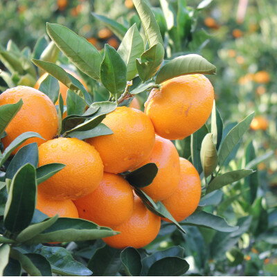 【ふるさと納税】真穴みかん 【ひなの里】 5kg【F43-1】【1490392】 サムネイル2