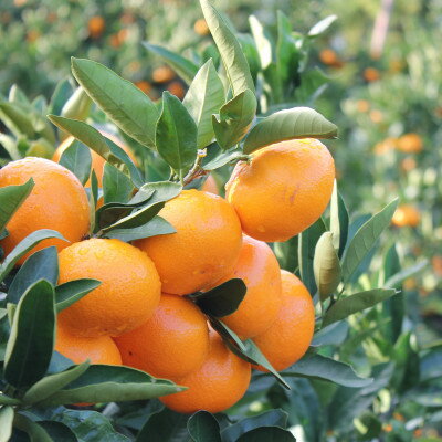 【ふるさと納税】真穴みかん 【サイズおまかせ】 5kg【E43-5】【1490396】 サムネイル2