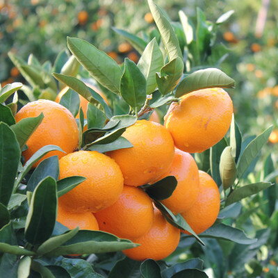 【ふるさと納税】真穴みかん 【サイズおまかせ】 10kg【H43-6】【1490404】 サムネイル2