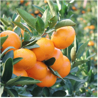 【ふるさと納税】真穴みかん 【2Lサイズ】 9kg【F43-4】【1490866】 サムネイル2