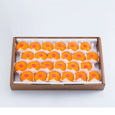 【ふるさと納税】真穴みかん【貴賓】特級(24個入)【F44-2】【1490878】 サムネイル3