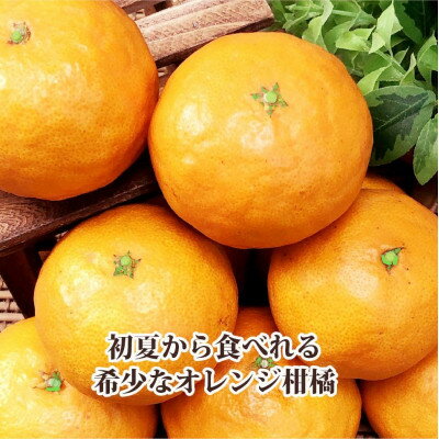 【ふるさと納税】2026年4月発送開始　甘みが強くて濃厚な味わい‼初夏のみかん「なつみ」約3kg 【C39-57】_ みかん ミカン 柑橘 なつみ 南津海 新品種 果物 くだもの フルーツ 旬 愛媛 濃厚 甘み 国産 産直 産地直送 【配送不可地域：離島】【1491395】 サムネイル2