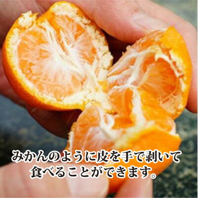 【ふるさと納税】2026年4月発送開始　甘みが強くて濃厚な味わい‼初夏のみかん「なつみ」約3kg 【C39-57】_ みかん ミカン 柑橘 なつみ 南津海 新品種 果物 くだもの フルーツ 旬 愛媛 濃厚 甘み 国産 産直 産地直送 【配送不可地域：離島】【1491395】 サムネイル3