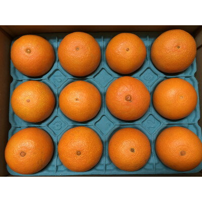 【ふるさと納税】太陽と海のまどんな2.5kg【贈答用】【D73-2】【1491884】 サムネイル3