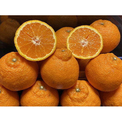 太陽と海の不知火5kg【家庭用】【C73-4】【1491886】