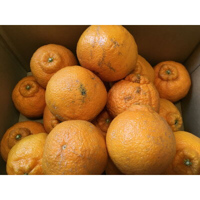 【ふるさと納税】太陽と海の不知火5kg【家庭用】【C73-4】【1491886】 サムネイル2