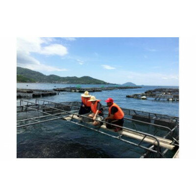 【ふるさと納税】【八幡浜ふるさと体験型(2名様分)】宇和海漁師直伝!養殖餌やり&船釣り体験【G59-4】【1492875】 サムネイル2