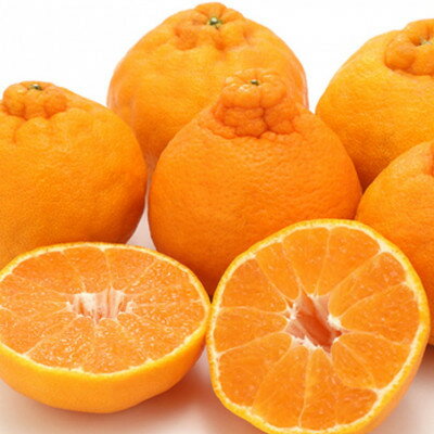 【ふるさと納税】《愛媛・八幡浜柑橘詰合せ》よくばり2箱セット(せとか・しらぬひの2品種)【C28-38】【1504074】 サムネイル3