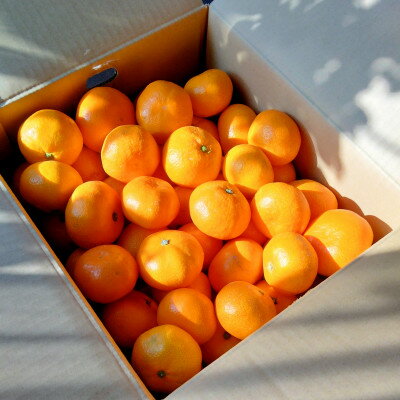 【ふるさと納税】【甘みが濃縮されたみかん】愛媛で育った夕やけみかん【極】 3kg/5kg/10kg/20kg_ みかん ミカン 蜜柑 夕やけみかん 果物 くだもの フルーツ 甘い おいしい かんきつ 柑橘 柑橘類 国産 愛媛 愛媛県 八幡浜市 産直 産地直送 送料無料 【G1508877】 サムネイル2