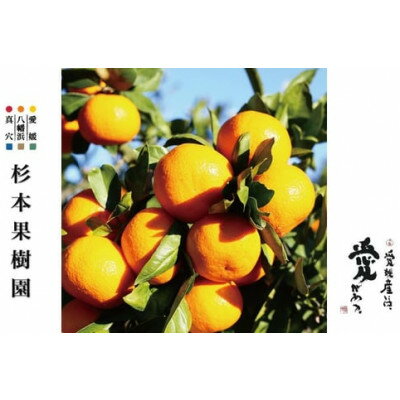 【ふるさと納税】【2025年11月以降順次発送】〈特選〉真穴、杉本果樹園の八寿みかん(小玉)5kg【C34-18】_ みかん ミカン 柑橘 フルーツ くだもの 果物 ふるーつ 青果 果実 甘い ジューシー 産直 産地直送 旬 【1510692】 サムネイル2