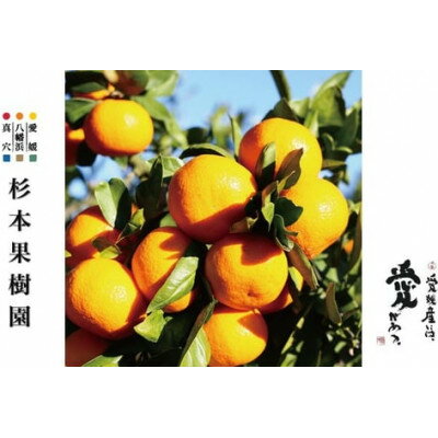 【ふるさと納税】【2025年11月以降順次発送】〈特選〉真穴、八寿みかん(早生温州)5kg【D34-22】_ みかん ミカン 柑橘 フルーツ くだもの 果物 ふるーつ 青果 果実 甘い ジューシー 産直 産地直送 旬 柑橘類 人気 愛媛 果汁 早生 【1510693】 サムネイル2