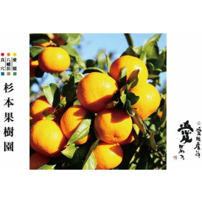 【ふるさと納税】【2025年12月以降発送】〈特選〉真穴、杉本果樹園の八寿みかん(南柑20号)5kg【D34-23】_ みかん ミカン 柑橘 フルーツ くだもの 果物 ふるーつ 青果 果実 甘い ジューシー 産直 産地直送 旬 【1510694】 サムネイル2