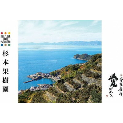 【ふるさと納税】【2025年12月以降発送】〈特選〉真穴、杉本果樹園の八寿みかん(南柑20号)5kg【D34-23】_ みかん ミカン 柑橘 フルーツ くだもの 果物 ふるーつ 青果 果実 甘い ジューシー 産直 産地直送 旬 【1510694】 サムネイル3