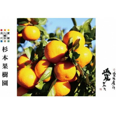 【ふるさと納税】【2025年11月以降順次発送】〈特選〉真穴、八寿みかん(早生温州)3kg【C34-28】_ みかん ミカン 柑橘 フルーツ くだもの 果物 ふるーつ 青果 果実 甘い ジューシー 産直 産地直送 旬 柑橘類 人気 愛媛 果汁 早生 【1510696】 サムネイル2