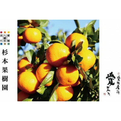 【ふるさと納税】【2025年12月以降順次発送】〈特選〉真穴、杉本果樹園八寿みかん(普通温州)3kg【C34-30】_ みかん ミカン 柑橘 フルーツ くだもの 果物 ふるーつ 青果 果実 甘い ジューシー 産直 産地直送 旬 柑橘類 【1510698】 サムネイル2