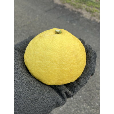 愛媛県八幡浜市産 はるか5kg(梱包込)【C85-4】【1567152】