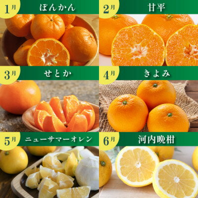 【ふるさと納税】【発送月固定定期便】みかんのある暮らし全12回【H31-33】_ 蜜柑 ミカン 柑橘類 柑橘 フルーツ 果物 くだもの 人気 美味しい 愛媛県 八幡浜市 ふるさと 【配送不可地域：離島】【4000707】 サムネイル2